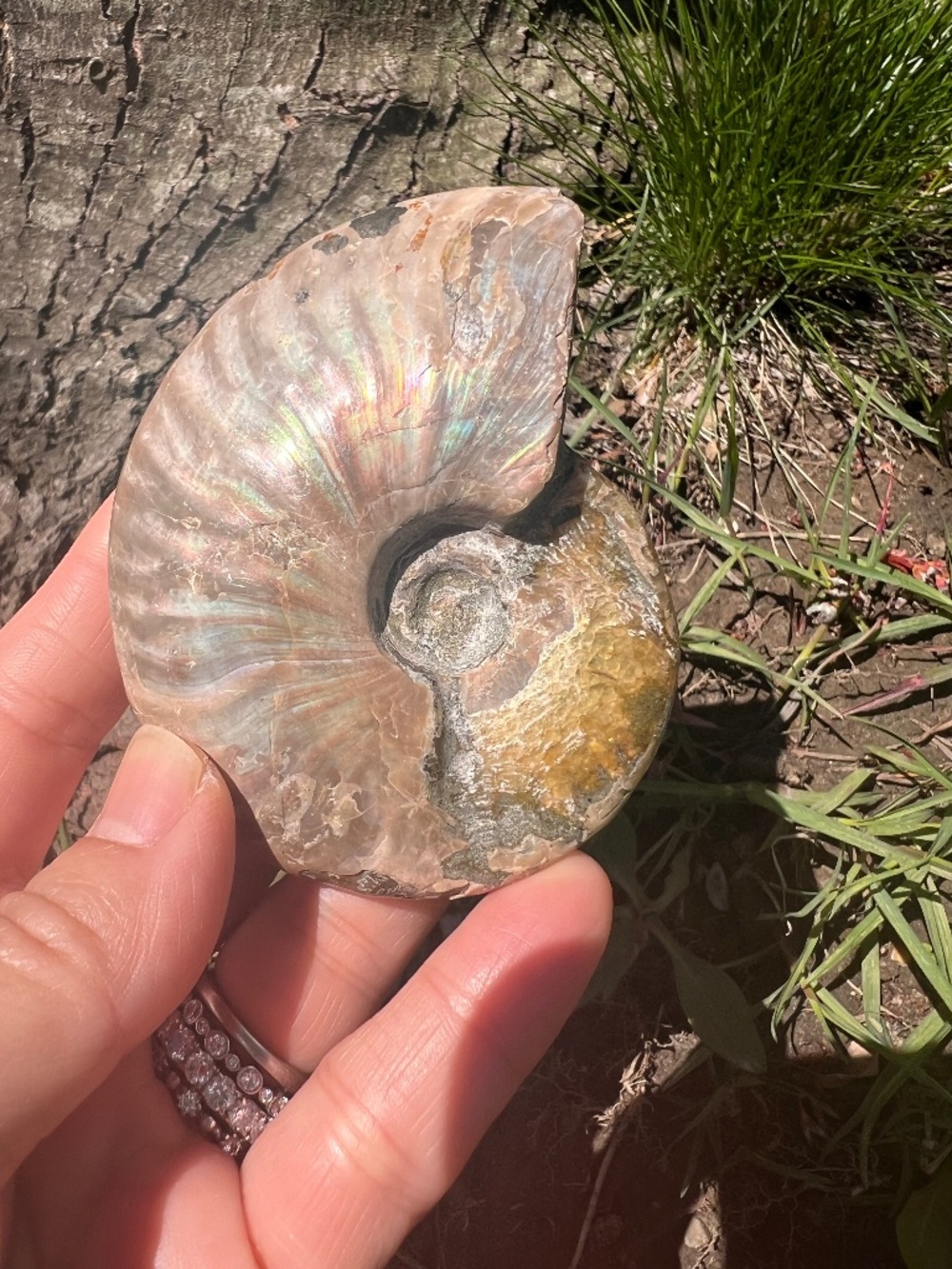Ammonite (6) fossil with stand | crystal